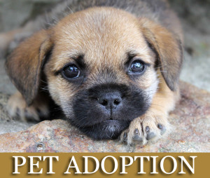 Pet Adoption