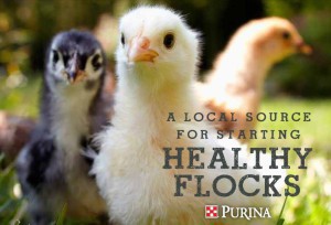 chickdaysgraphicpurina-300x204.jpg