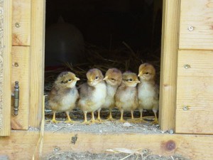 Baby Chicks at Argyle Feed 