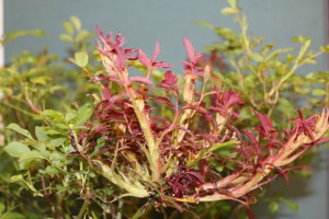 Rose Rosette Disease