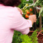 Woman harvesting tomatoes