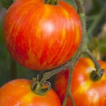 Heirloom tomato growing on the plant
