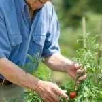 grandfather-tomato-web-199×300.jpg