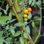 sun-gold-tomatos-on-vine-web-199×300.jpg