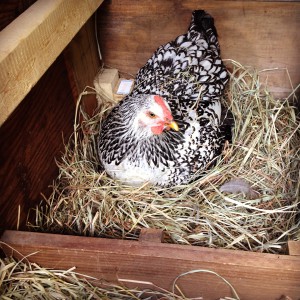 hen in Nesting Box