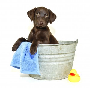 Lab Puppy Getting a Bath