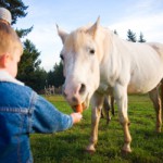 Dollarphotoclub_HorseEatingCarrots.jpg