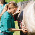 horse vet from casey