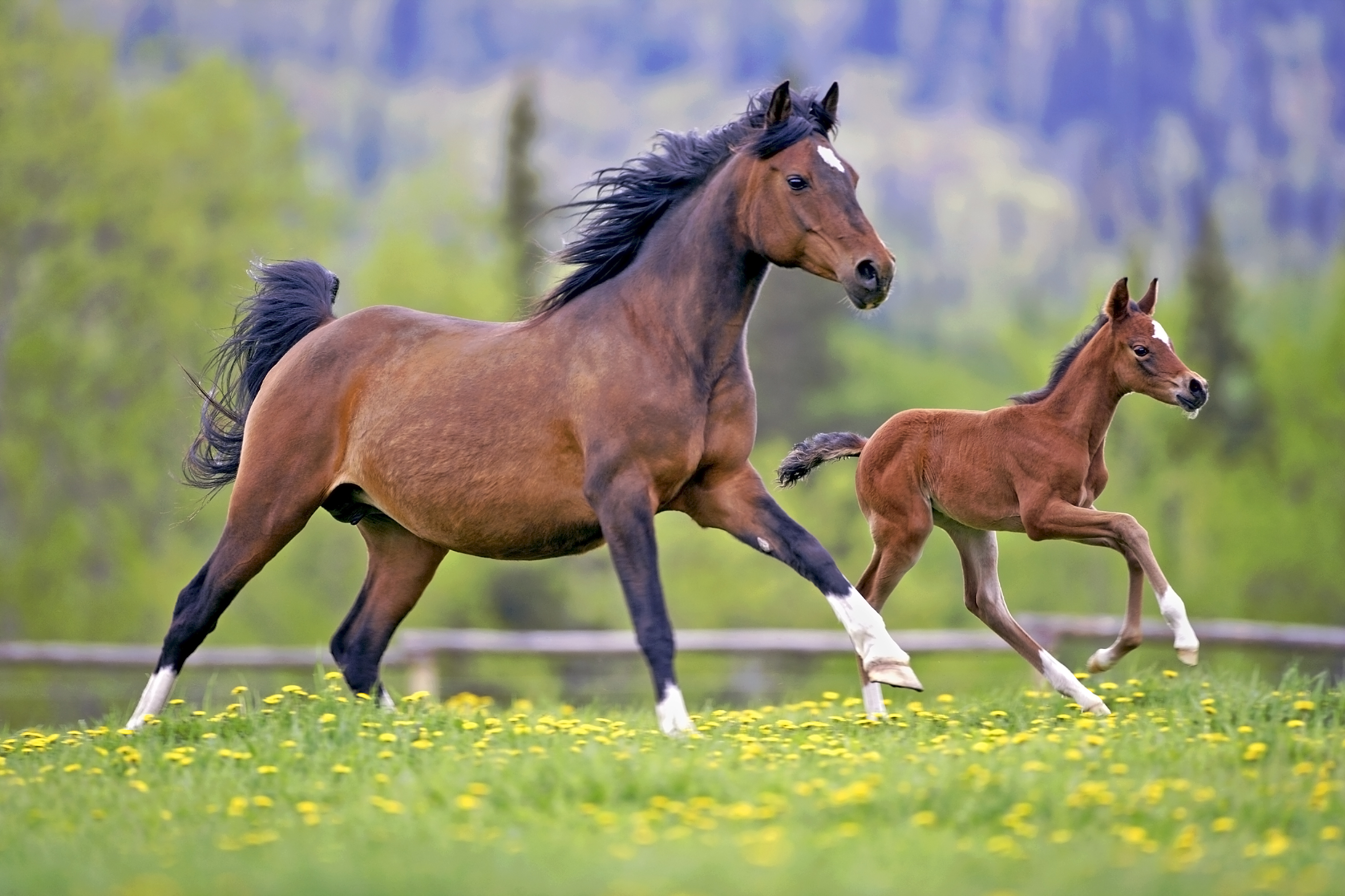 Feeding Brood Mares