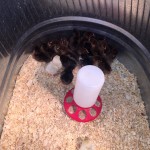 Argyle Feed_Rare Chicks May 25th_1