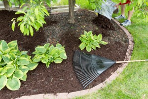 June Gardening Tips