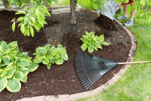 June Gardening Tips