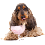 AdobeStock_Dog with Ice Cream_21605908
