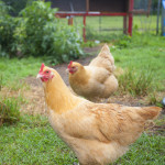 Backyard Flock