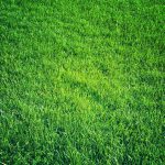 Green lawn background