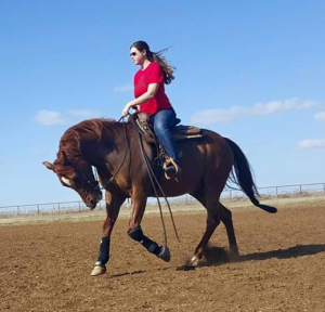 Managing Your Horse During Hot Weather