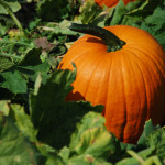 PumpkinInField-150×150.jpg