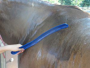 Managing Horses During Hot Weather