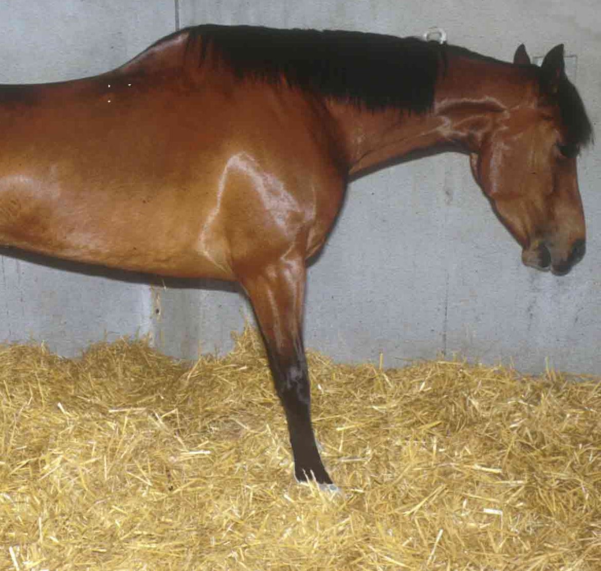 Equine Digestive System