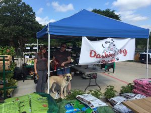 Dashing Dog Rescue Pet Adoption
