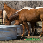 argyle-feed_thirsty-horses_fb-post