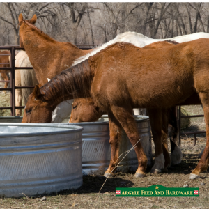 Winterizing Horses