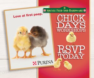 Chick Workshop