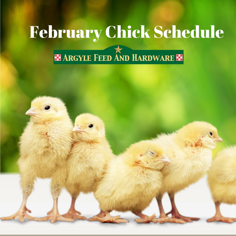 2020 Baby Chick Schedule Argyle Feed Store