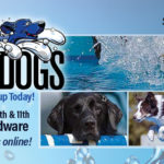 Argyle Feed_Splash Dogs_Slider