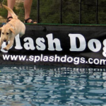 Splash Dogs