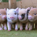 Mini Pigs