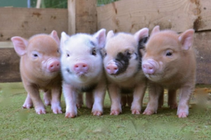 Mini Pigs | Mazuri Exotic Animal Feeds