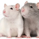 Rats