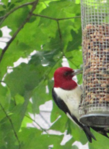 Bird Seed and Bird Feeders