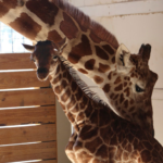 April Giraffe and Baby