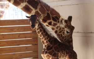 April and Baby Get Mazuri Exotic Animal Feeds