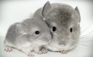 Chinchilla | Mazuri Exotic Animal Feeds