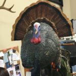 Turkey Decoys