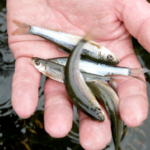 Minnows