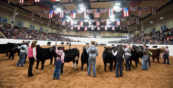 2022 Livestock Shows - Steinhauser's