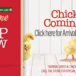 Argyle Feed_Peep Show Chick Arrivals_Slider