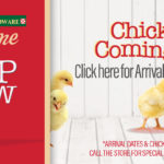 Argyle Feed_Peep Show Chick Arrivals_Slider
