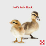 Purina_Flock Talk