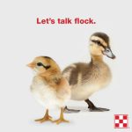 Purina_Flock-Talk-300×300.jpg