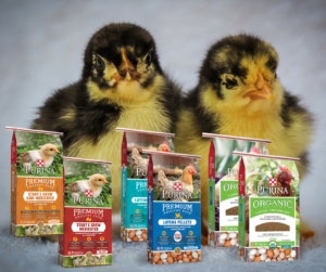 Purina Chicken Feed