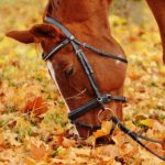 animal-autumn-dry-leaves-33096