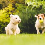 Two dogs playing with a ball.