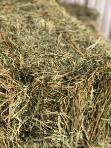 Alfalfa Hay | Argyle Feed Store