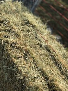 Premium Coastal Hay | Argyle Feed Store