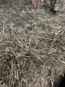 Timothy Orchard Hay | Argyle Feed Store